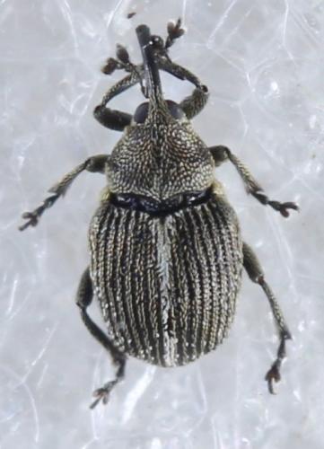 Réf. 333 832 : Ceutorhynchus sp.
